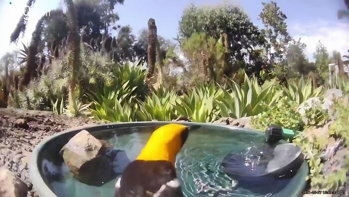 Un oiseau jaune au bord de l'eau.