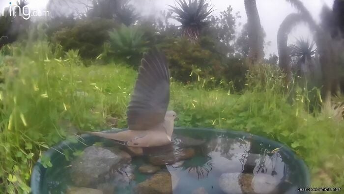 Un pigeon se baigne dans l'eau.