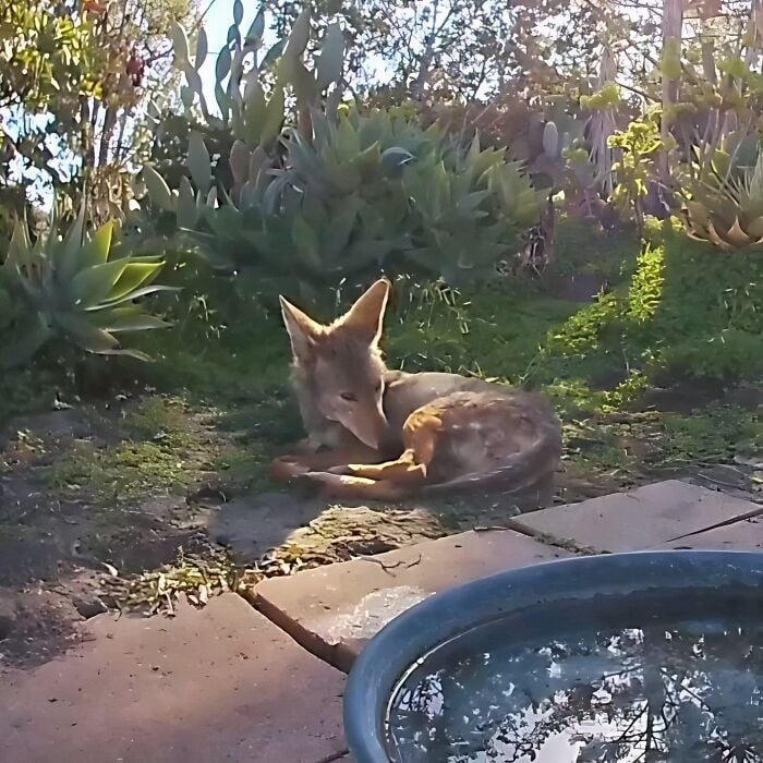 Un coyote se repose près de l'eau.