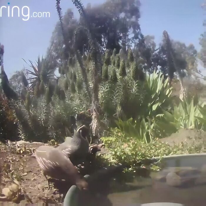 Des oiseaux buvant de l'eau dans la fontaine