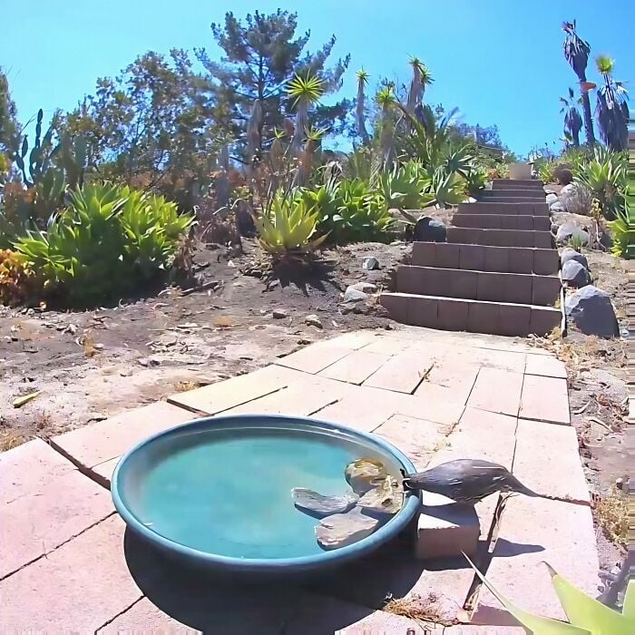 Un oiseau au bord de l'eau.