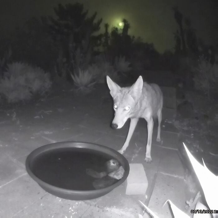 Un coyote pris en photo au bord de l'eau la nuit