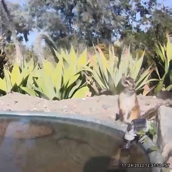 Un rongeur au bord de l'eau