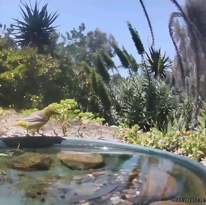 Un oiseau au bord de l'eau.