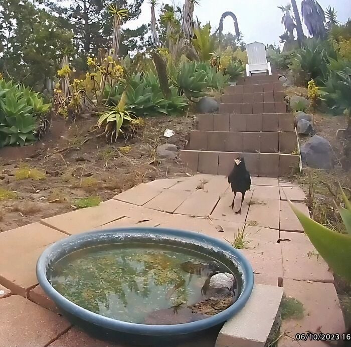 Un oiseau s'approche de l'eau