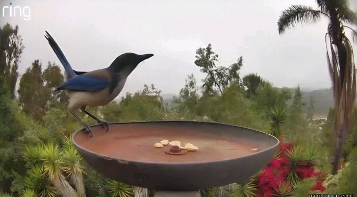 Un oiseau perché sur le bassin