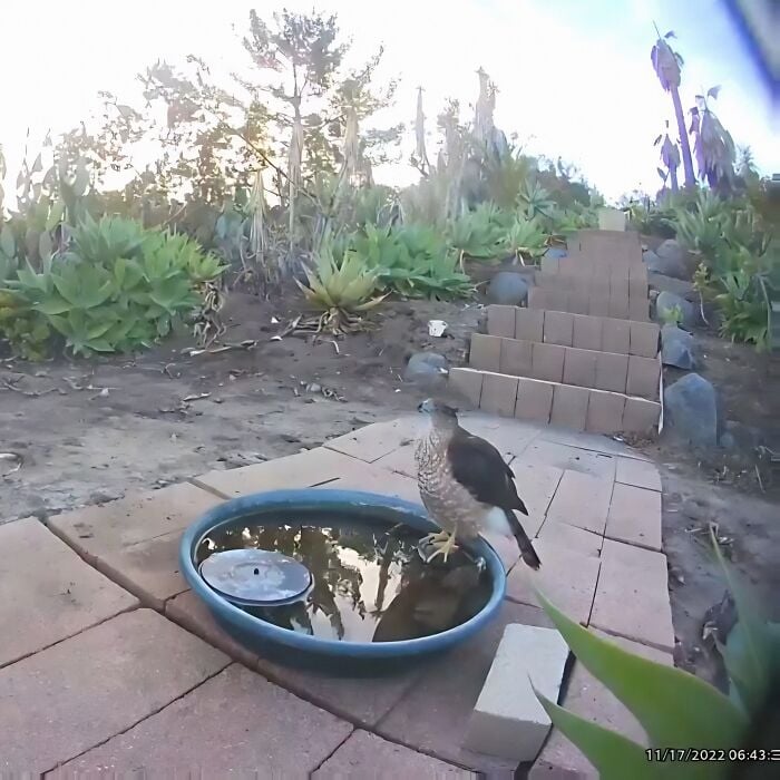 Un faucon perché sur le bassin d'eau