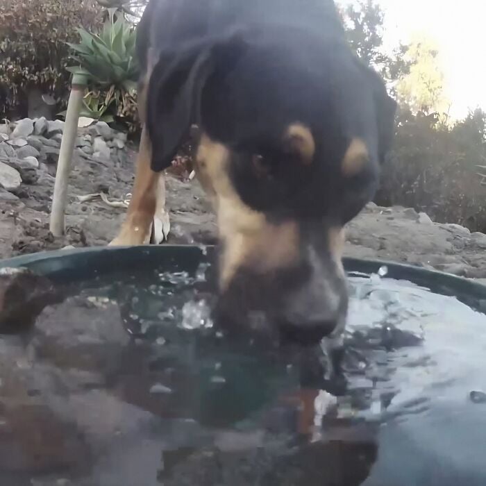 Un chien boit de l'eau dans le bassin