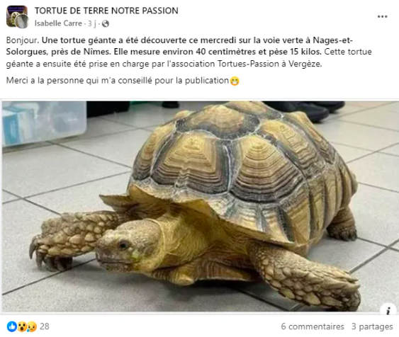 Capture d'écran Facebook tortue évasion