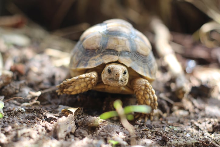 tortue 