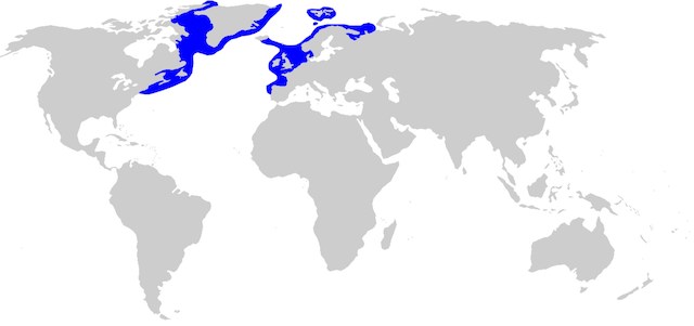 Aire de répartition du requin Laimargue 