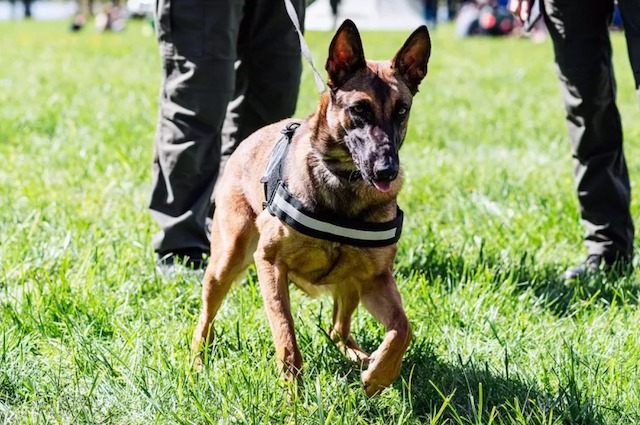 Chien policier