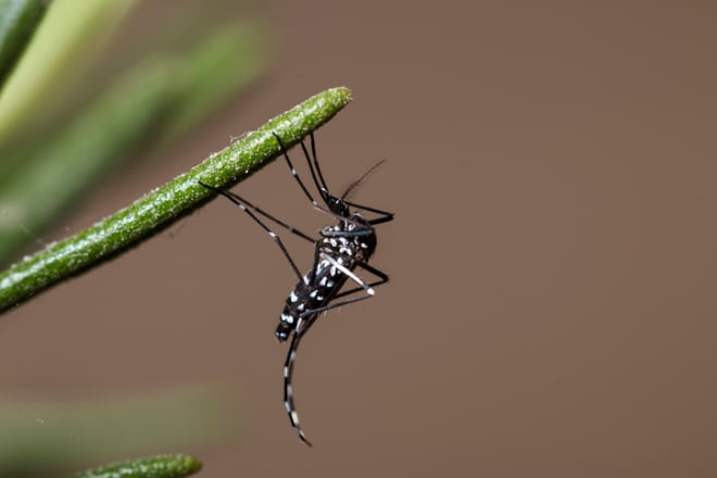 Un moustique tigre posé sur une plante