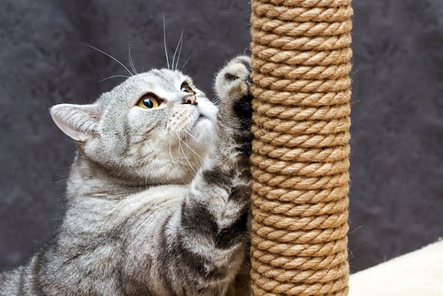 Un chat qui fait ses griffes sur un poteau à gratter 