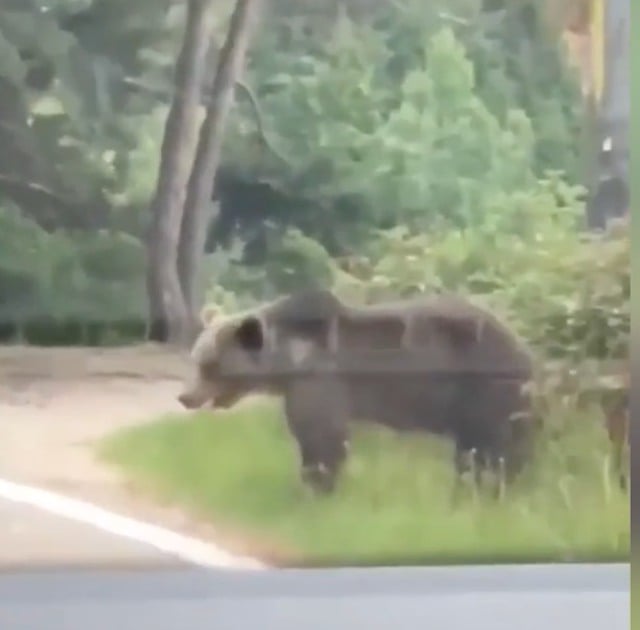  L’ours aperçu dans la vidéo 