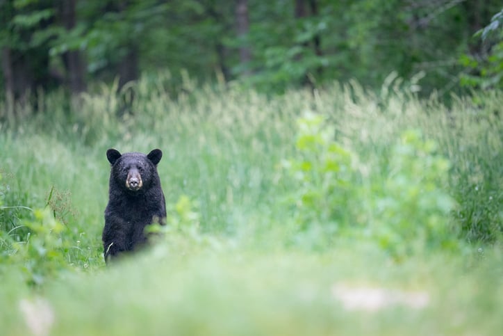 Un ours noir photographié dans les bois