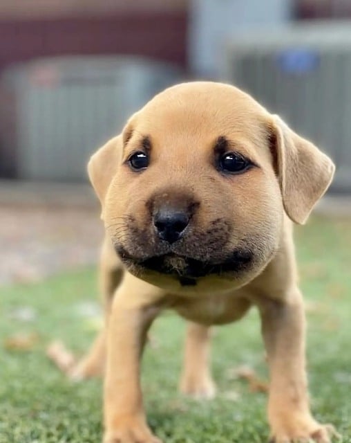  Le chiot avec le visage gonflé 