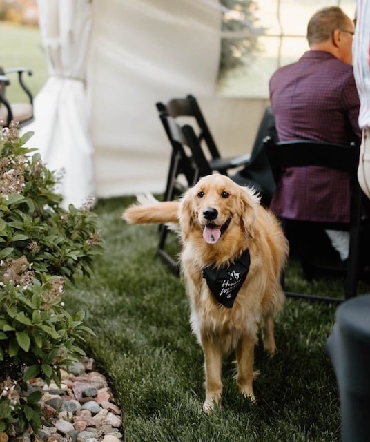 Wrigley pendant la cérémonie de mariage de ses maîtres