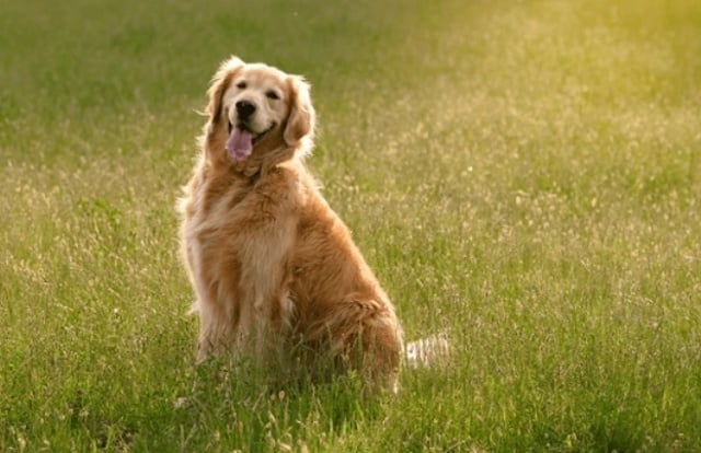 Golden Retriever qui tire la langue