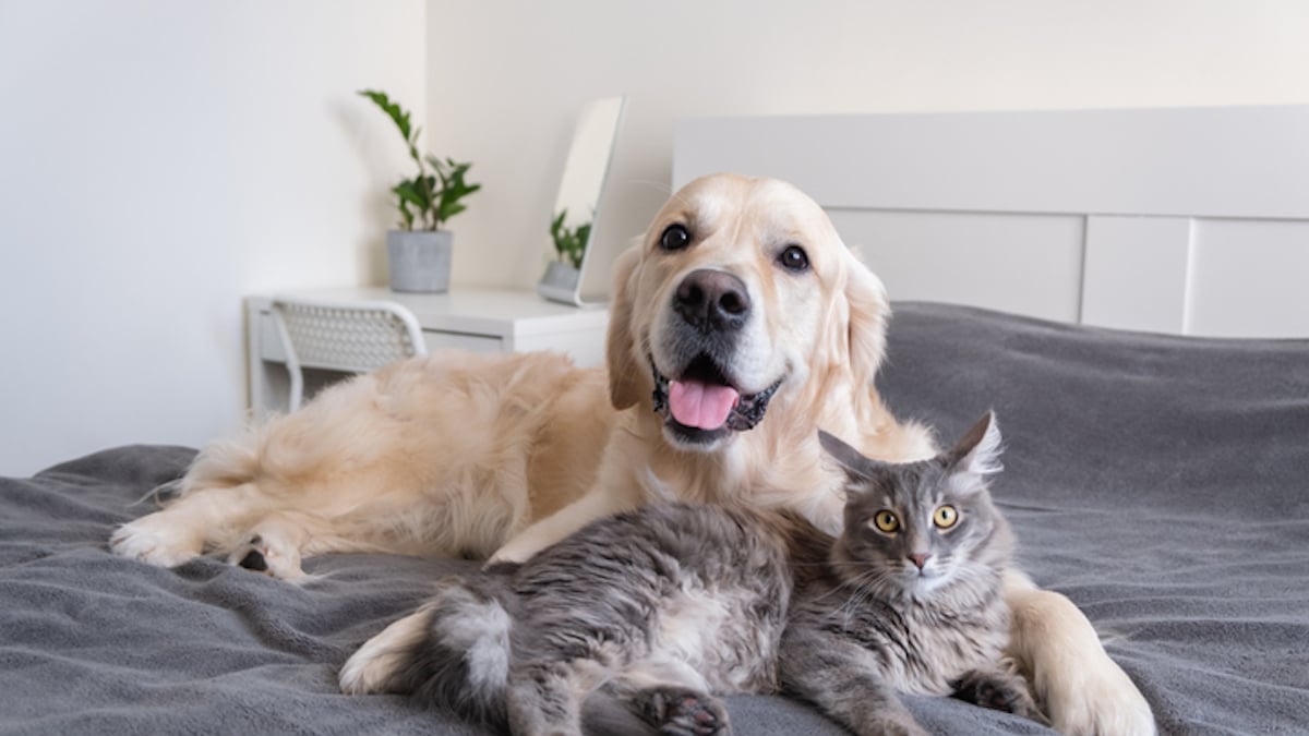 un chien et un chat couchés sur un lit