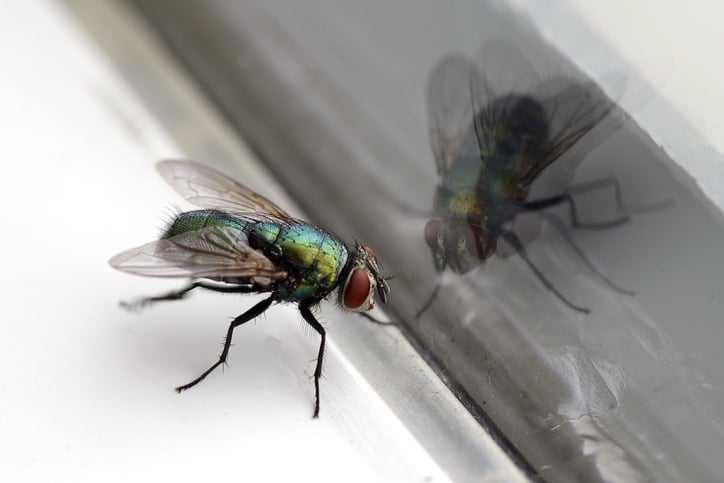 Mouche sur le rebord d'une fenêtre