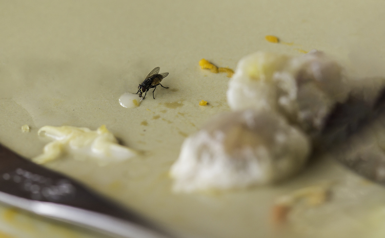 Une mouche dans une cuisine