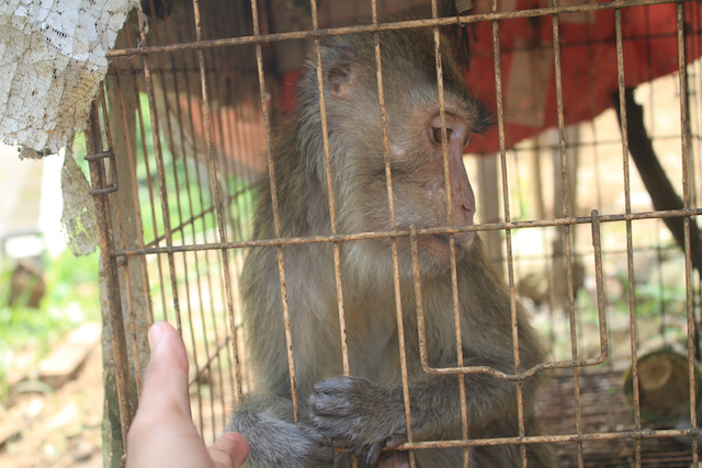 Photo d’un jeune singe enfermé à l’intérieur d’une cage