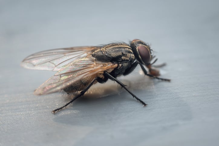 Zoom sur une mouche posée sur une table