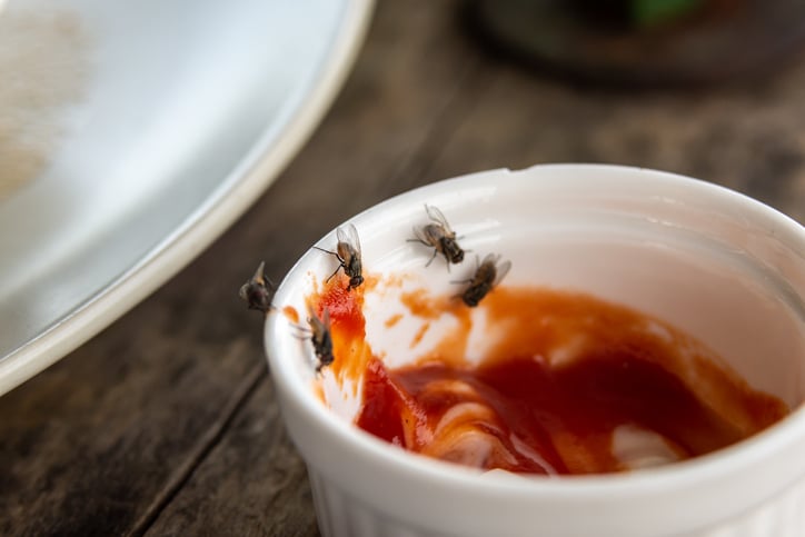 Des mouches prennent d'assaut un pot de ketchup