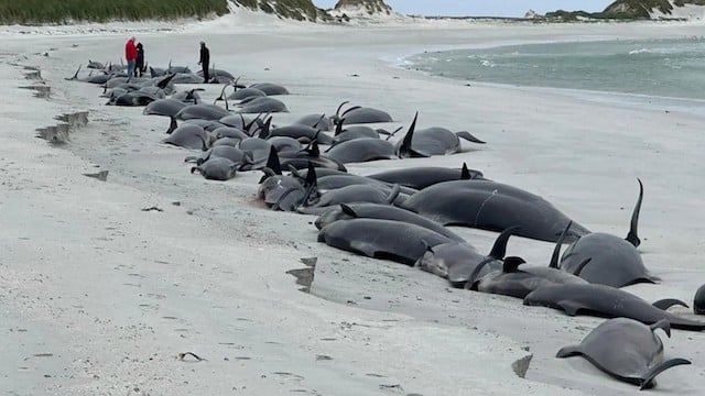 Dépouilles des baleines-pilotes 