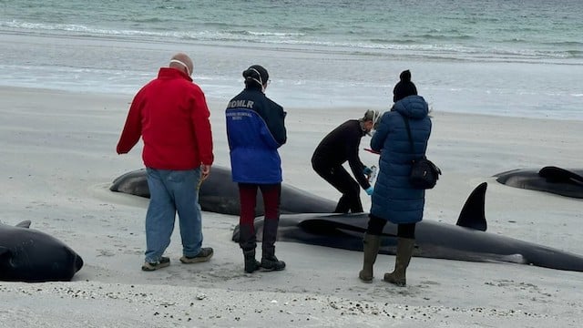 Sauveteurs de la BDMLR examinant le corps sans vie d'une baleine-pilote