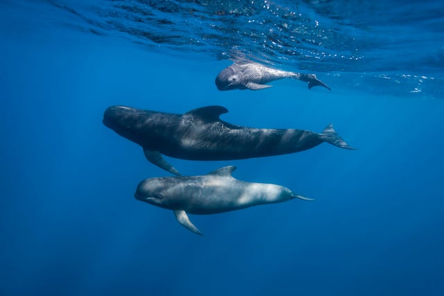 Trois baleines-pilotes en train de nager