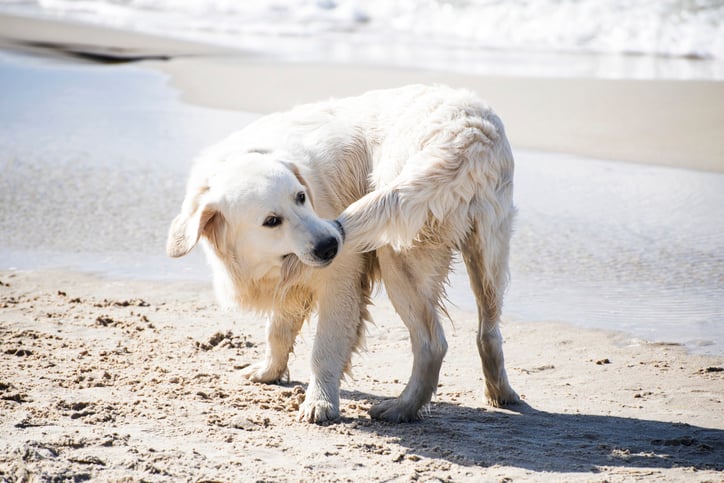 chien qui se mord la queue