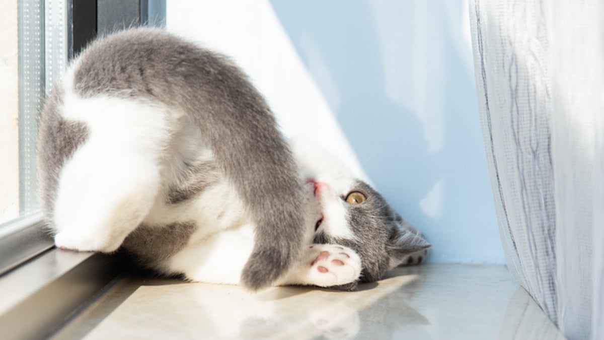 chat qui joue avec sa queue