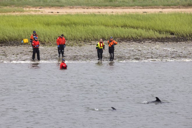 Des sauveteurs aident des dauphins.