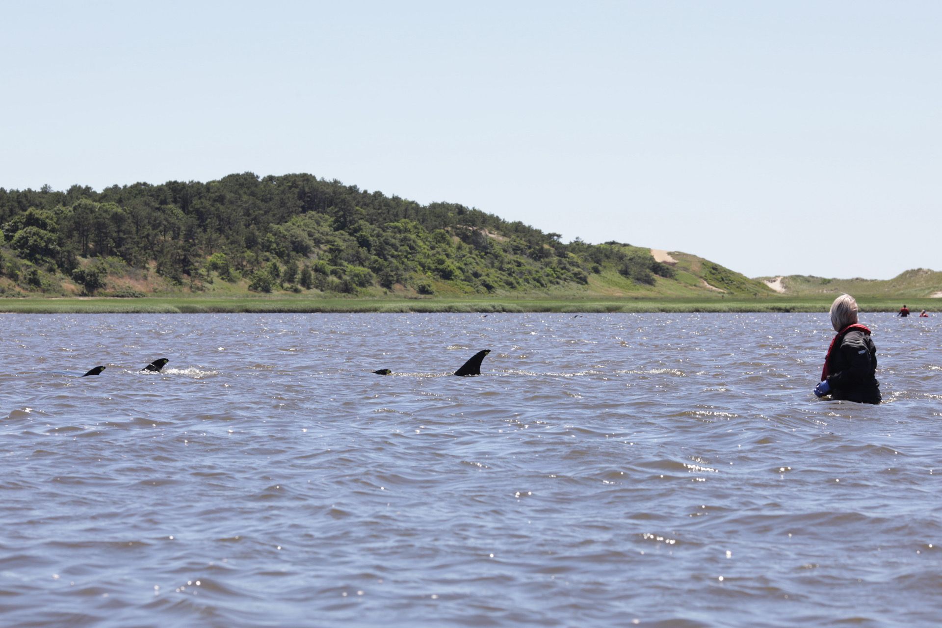 Des dauphins et une personne dans l'eau.