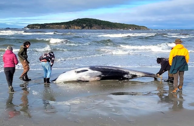 Corps sans vie de la baleine à bec de Travers retrouvé le 4 juillet dernier sur une plage de Nouvelle-Zélande