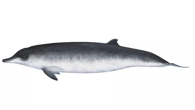 Illustration d'une baleine à dents femelle