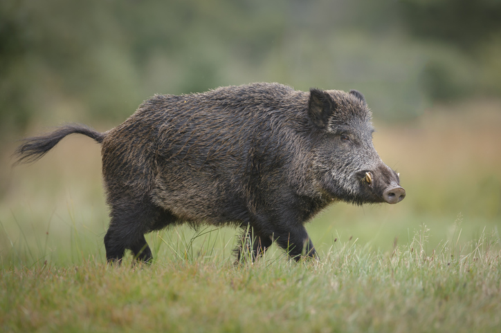 Un sanglier.