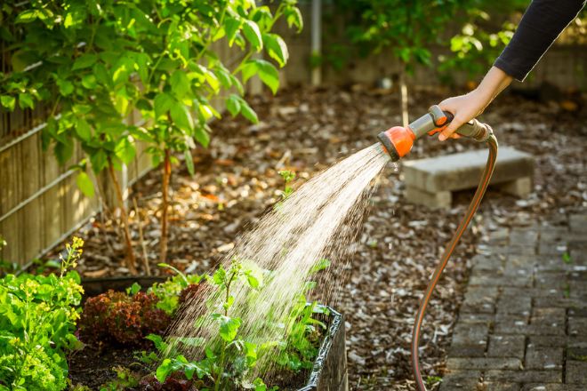 une personne arrose son jardin au tuyau