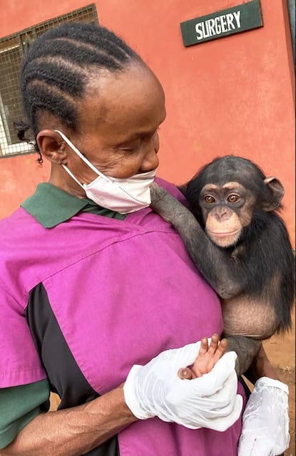 Le chimpanzé et sa gardienne