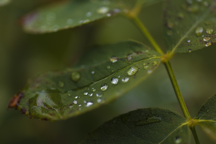 Des gouttes d'eau sur les feuilles d'une plante.