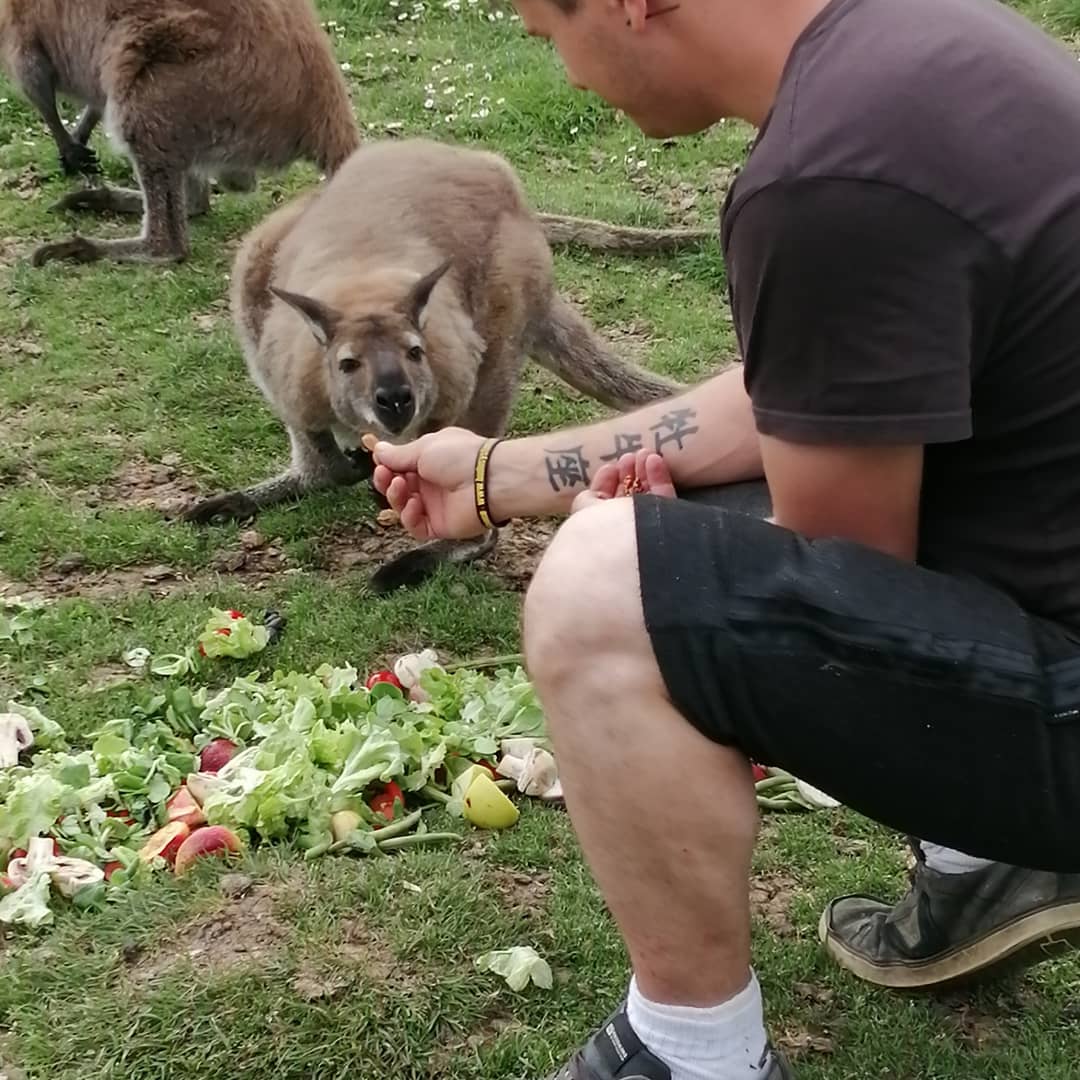 Un homme donne à manger à un kangourou