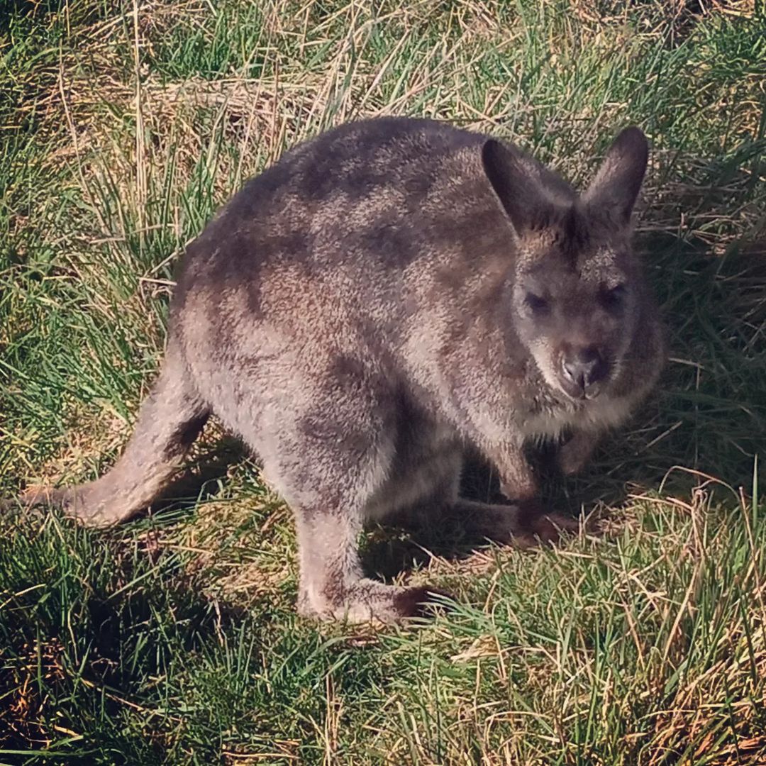 Un kangourou