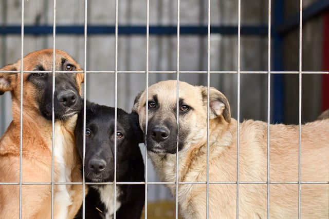 Chiens dans un refuge 