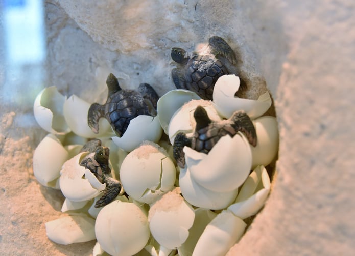 Des oeufs de tortue marine éclosent