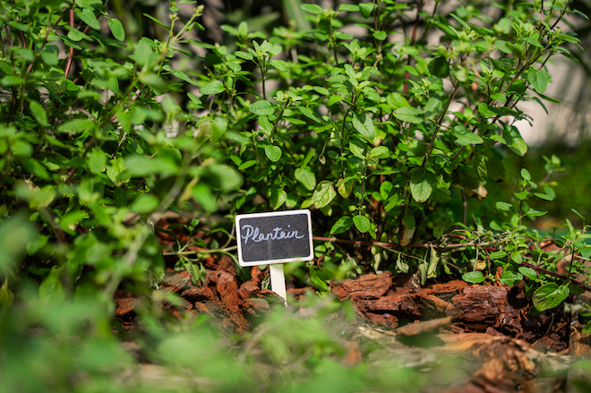 Plantain dans le potager du jardin Phytoxil, à Paris