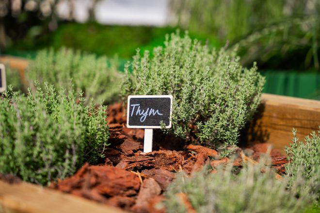 Plants de thym dans le potager du jardin Phytoxil, à Paris