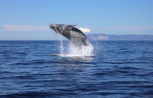 Une baleine à bosse photographiée en plein saut 