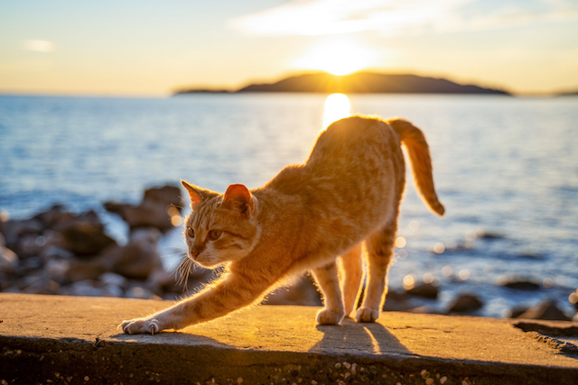 Chat qui s’étire sur une plage 